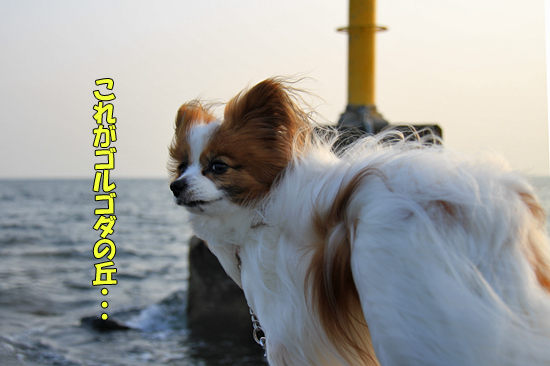 ¡Ú¤µ¤è¤Ê¤é¡¢¥´¥ë¥´¥À¤ÎµÖ¡Û¡¡03