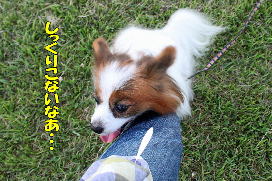 ¤è¤·¤Ê¤µ¤¤¡ª¡Ê´À£