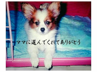 Happy Birthday sazaby��