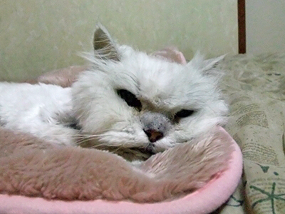 ¤ß¤ó¤Ê¤Ë°©¤¦¤Þ¤Ç¨