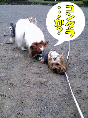 ¥³¥ó¥À¥é¡¦¡¦¡¦¤«¡©