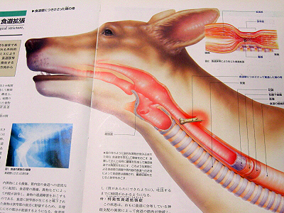 µ¤´É¤Î¾õÂÖ§