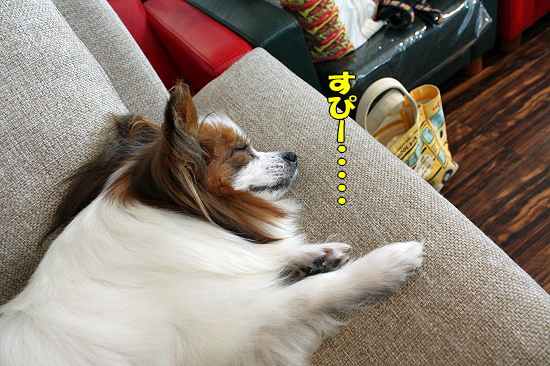 ºÆ¤ÓMerry Dog´