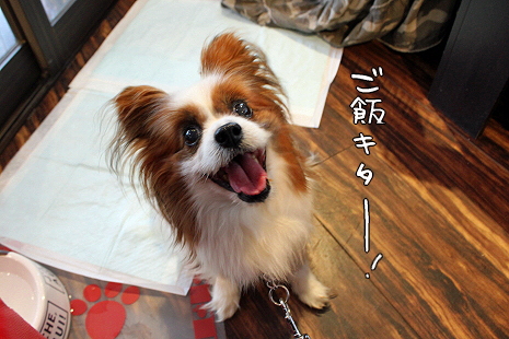 Merry Dog«