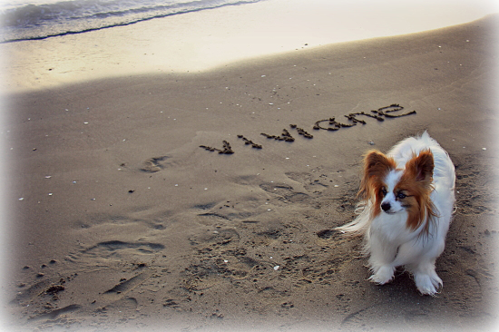 °¦¤·¤Îviviane¡¡13