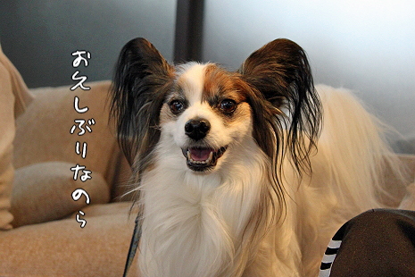 Merry Dog§