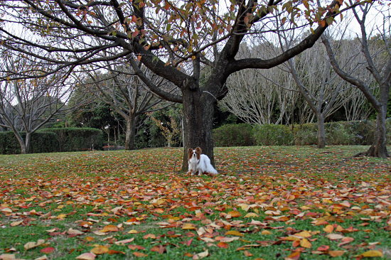 Red leaves¡¡09