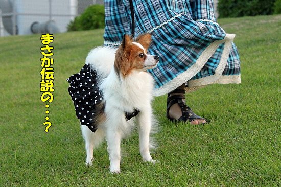 ¤¿¤Ö¤ó¡¢¥Ë¥³¥é¥¹¡¦¡¦¡¦¡ú©