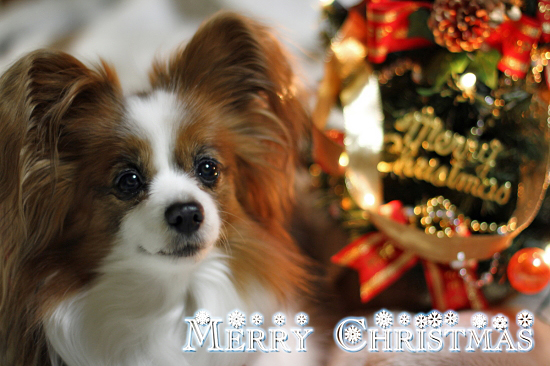 ³§¤µ¤ó¡¢Merry Christmas ¡ú¡ù¡ú ¡³(¡®¢¦¡)/¡¡03