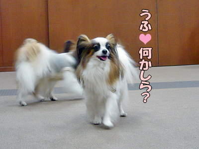 ¥¢¥ó¥Ç¥£¥«¥Õ¥§¡ú°