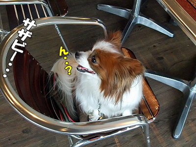 DOG GARDEN CAFE28