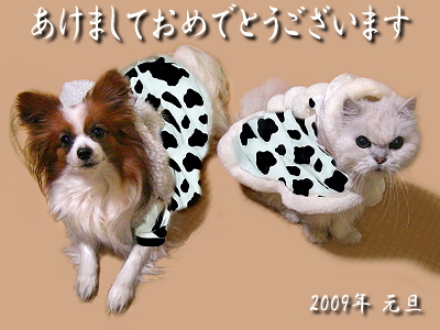 ¶à²ì¿·Ç¯¡ú2009