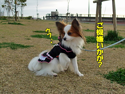 ¤¹¤×¤ê¤ó¤°¡ú¥×¥Á¥ª¥Õ¥