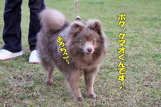 ¥¯¥Þ¥ª¤¯¤ó§