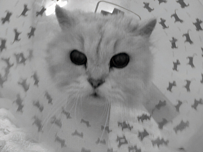 ¤½¤Îº¢¥é¥é¤Ï¡¦¡¦¡¦©