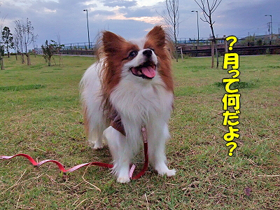¥µ¥¶¥«¥ì2009¡úͽÌ󳫻Ϥ