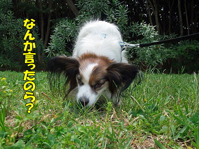 GWËëÄ¥¥ª¥Õ¡Ê³¤É͸ø±àÊԡ˦