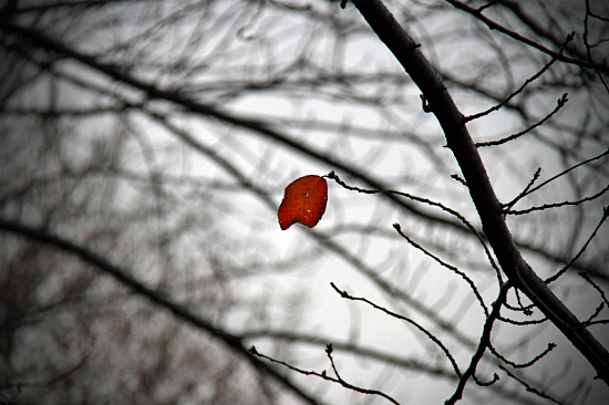 Red leaves¡¡15