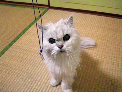ËâË¡¡¦¡¦¡¦£