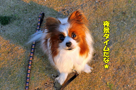 Ìë·Ê¥ª¥ó¥é¥¤¥ó¢