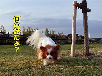 ¥µ¥¶¥«¥ì2009¡ú¢