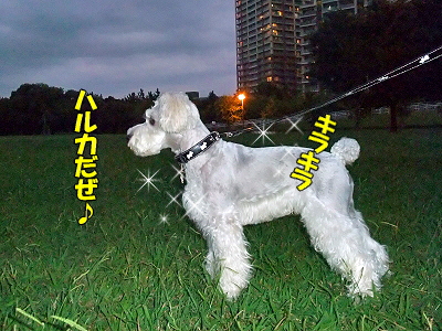 ÇòÃã²ñ¾ì¤Ø¤è¤¦¤³¤½¢ö«