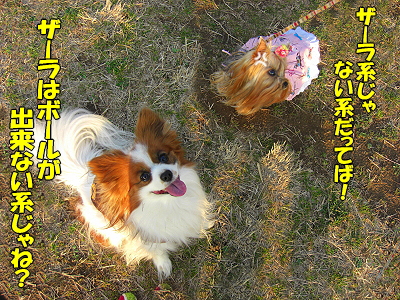 GOLDEN SAZABY©