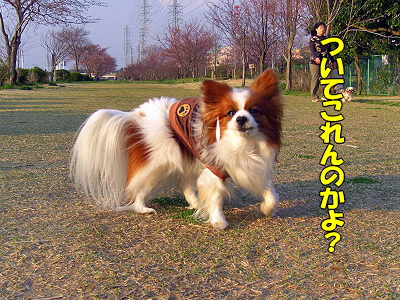 ¤À¤¤¤¸¤ç¤Ö¤«¡©¡©¢