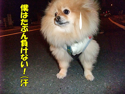 ¥Ð¥¤¥ª¥Ï¥¶¡¼¥É¤