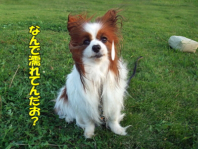 ¥é¥Ó¥¿¥¤¥à¢ö¡ÊÁ°ÊÔ¡Ë¡