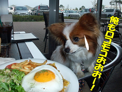 DOG GARDEN CAFE27