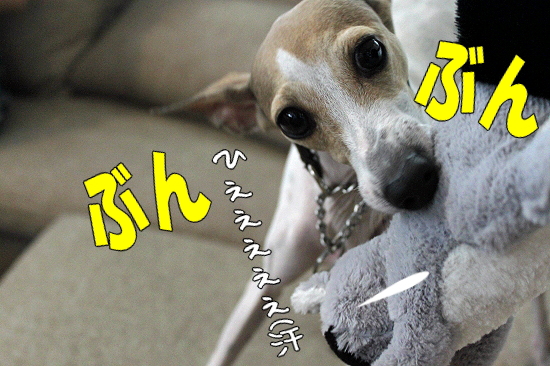 ºÆ¤ÓMerry Dog±
