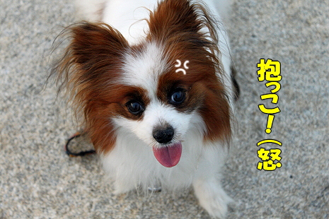 ¥«¥Ã¥×¥ë¡ú´