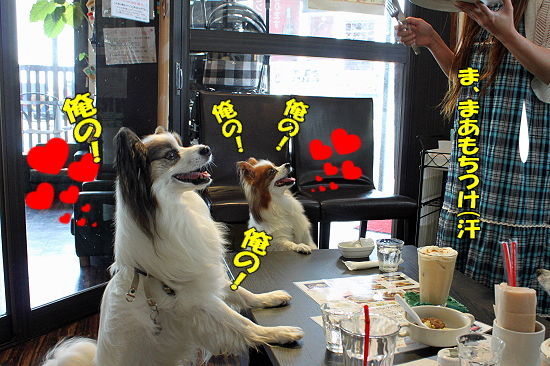 ºÆ¤ÓMerry Dog¨