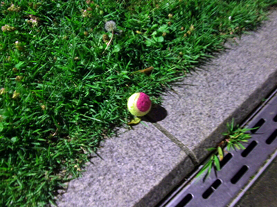 ÀŤ«¤ÊÌë¥