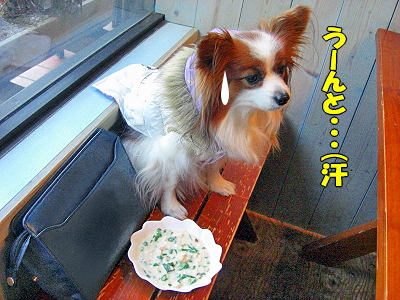 ¥Þ¥¿¡¼¥ê¡ú¥«¥Õ¥§¬