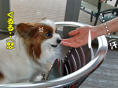 DOG GARDEN CAFE30