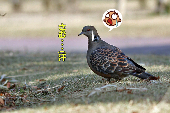 Æ»Ëþ¥°¥ê¡¼¥ó¥Ñ¡¼¥¯¤Ë¤Æ¡¦¡¦¡¦¡¡08