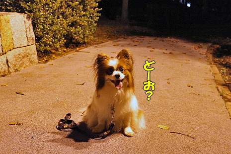 ¥È¥ï¥¤¥é¥¤¥È¡ú¥µ¥¶¥Ó¡¼£