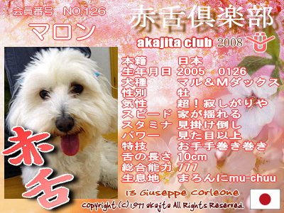 126-maron-2008sakura