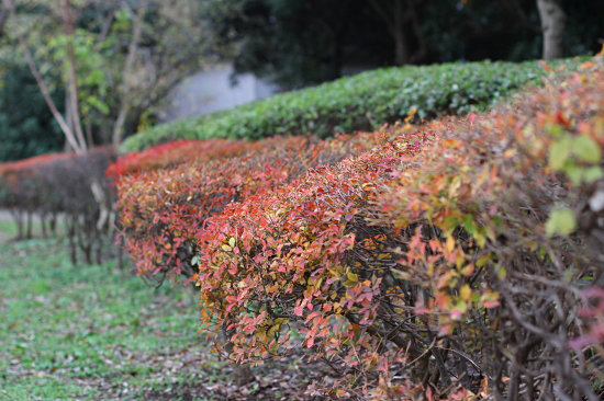 Red leaves03