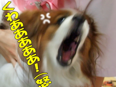 Ƨ¤ó¤À¤ê½³¤Ã¤¿¤ê³ú¤Þ¤ì¤¿¤ê¡¦¡¦¡¦ª