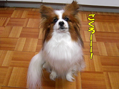 ¥µ¥¶¥Ó¡¼¤ÎÉʳʧ