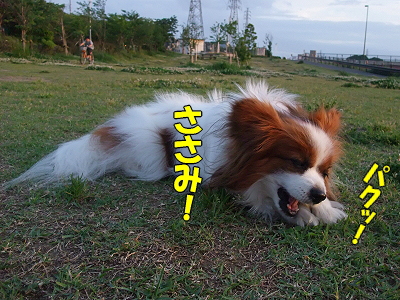 ¤µ¤µ¤ß¤¸¤ã¤¬¤¸¤ã¤¬§