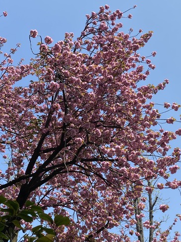 515AE6B6-8564-4F83-A4CE-2DCCD18A1B15