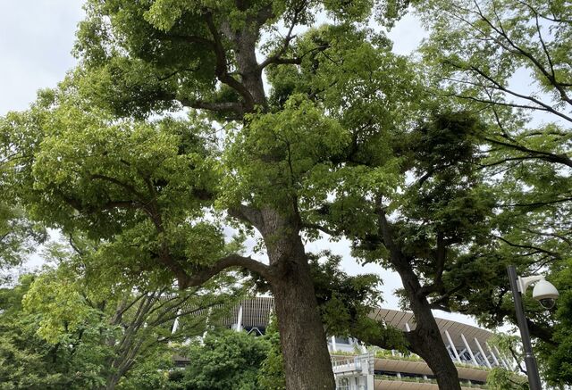 ひとりごと フェソロデックス5回目