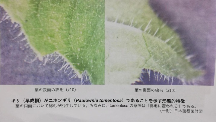 SnapShot(0) (1)