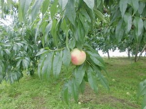 CIMG0565
