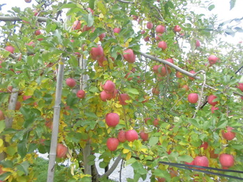 CIMG0844