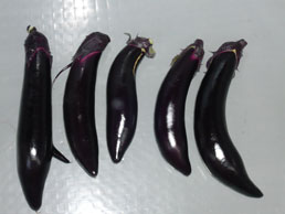 P1000557
